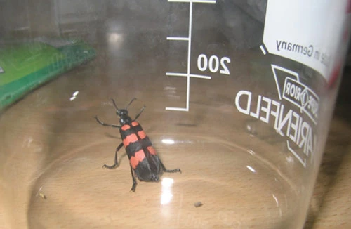 Bọ xít có thể gây chết người