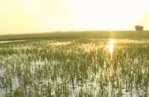 Đồng Tháp: Vỡ đê đe dọa hơn 400ha lúa đầu nguồn