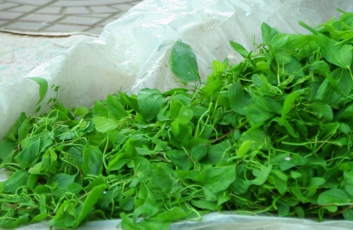 Ngược Tây Bắc, thưởng thức rau ban