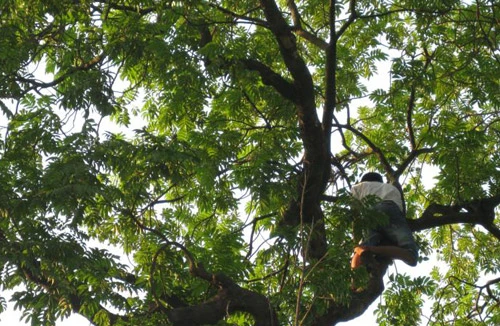 Ai quản lý hoa trái phố phường?