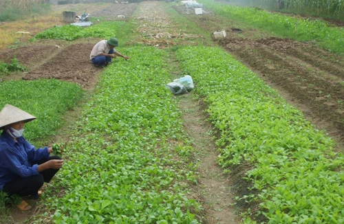 Rau xanh tạm thời tăng giá