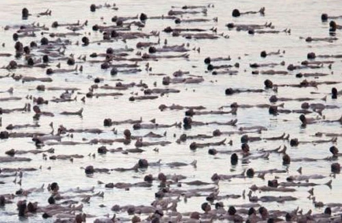 1.000 người khỏa thân ở Biển Chết