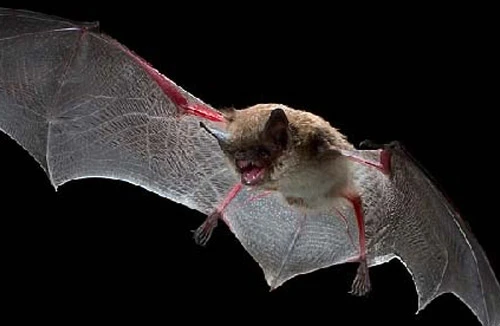 Thuốc chữa đột quỵ từ nước bọt loài dơi