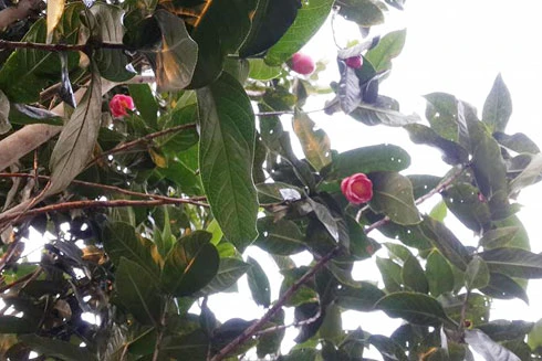 "Mục sở thị" rừng hoa Hải Đường tuyệt đẹp phục vụ người dân Hà Nội