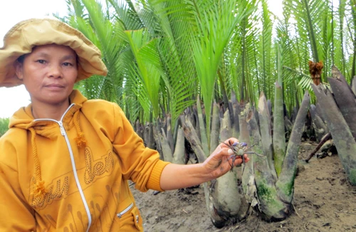 Bắt cua nha ở rừng dừa Bảy Mẫu