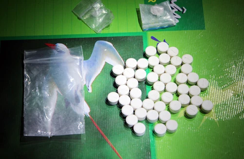 Dùng ma túy làm quà sinh nhật