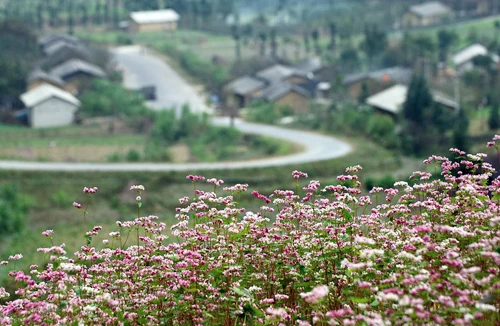Sủng Là, một sớm tinh khôi