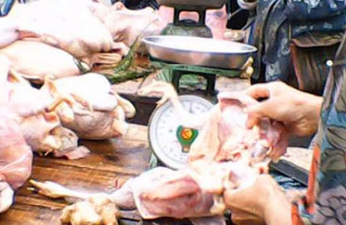 Giá gà tăng mạnh chưa từng thấy 