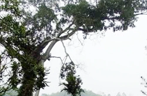 Số phận cay đắng của cây cổ thụ nghìn năm