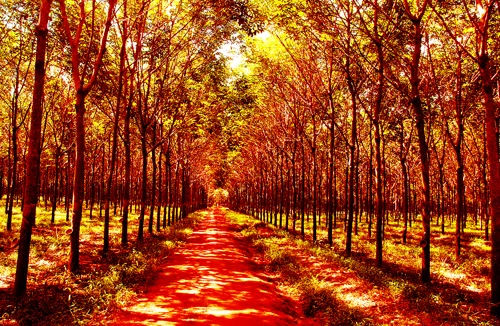 Tây Nguyên mùa cao su thay lá