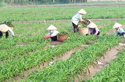 Sử dụng các sản phẩm từ Trinh nữ hoàng cung: Cẩn trọng không thừa!