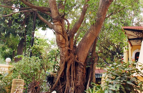 Cây cổ thụ của Hà Nội ngày càng vắng bóng
