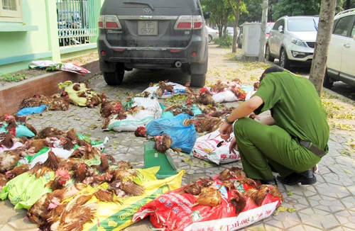 Ham rẻ, người tiêu dùng vẫn mua gà độc hại