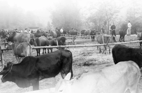 Có một phiên chợ đặc biệt