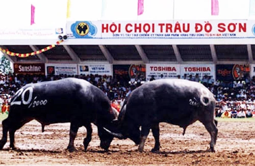 Vinh danh Lễ hội chọi trâu Đồ Sơn