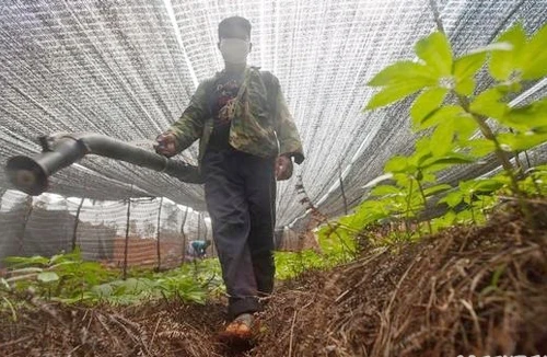 Đông dược Trung Quốc “đẫm” thuốc trừ sâu