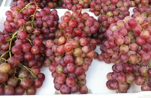 Báo động chất lượng nông sản