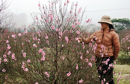 Đào cười, người héo