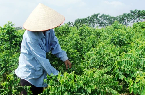 Hãi với rau ngót “tắm” thuốc trừ sâu 