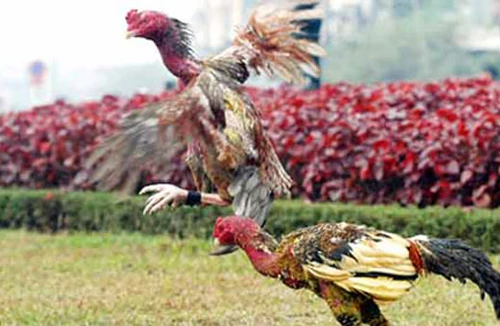 Chọi gà thời nay