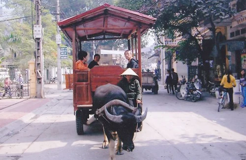 Về Bát Tràng mà đi... xe trâu