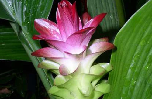 Erosy có phải là “thần dược”?