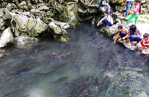 Thực hư về suối cá thần