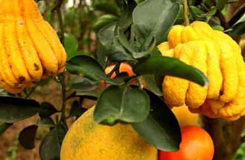 Người tạo ra “cây ngũ quả”
