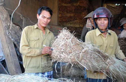 Làm lại cuộc đời trên đất cói