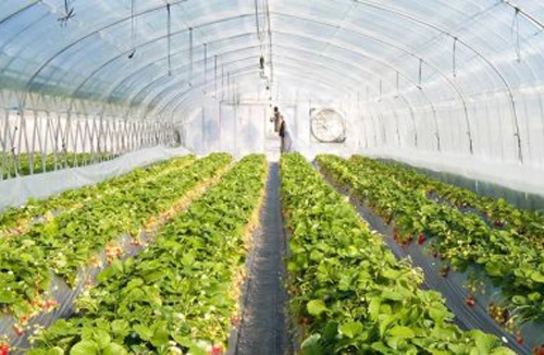 Trồng rau trên… sao Hỏa