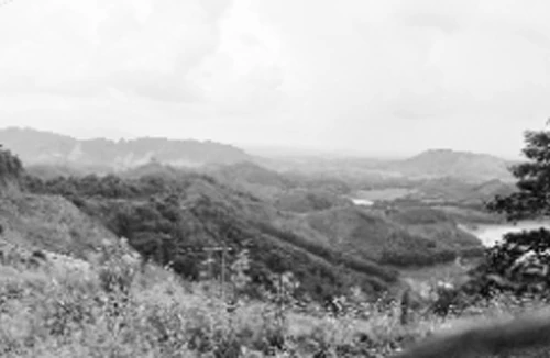 Trộm trâu trắng trợn, nông dân trắng tay