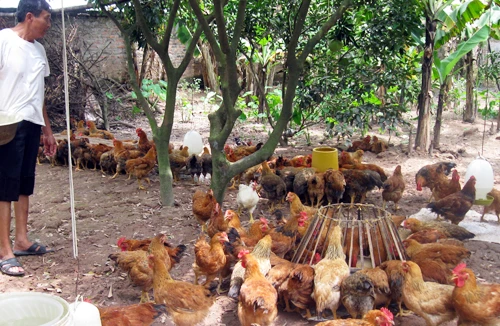 Thực phẩm sạch vẫn khó tiêu thụ