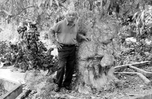 Cây hoa sữa 600 tuổi