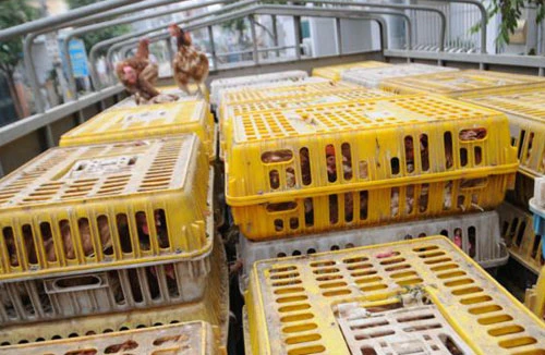 Gà chết “tìm” về Hà Vĩ