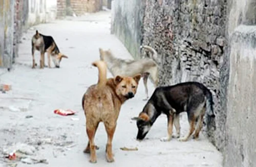 Nhiều địa phương có đàn chó nghi dại cắn người