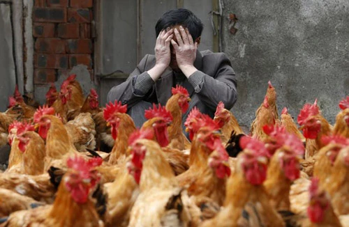 Cúm A/H7N9 trực chờ bùng phát