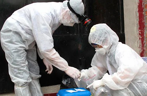 Ninh Thuận: Công bố dịch bệnh cúm H5N1 trên đàn chim yến nuôi