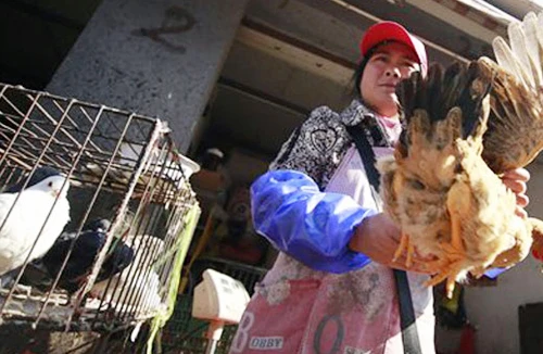 Trung Quốc xác nhận ca nhiễm cúm H7N9 mới