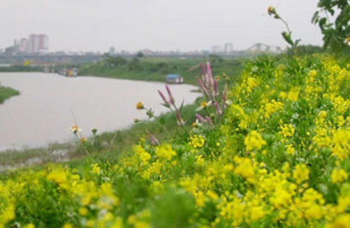 Sông Đáy quê tôi