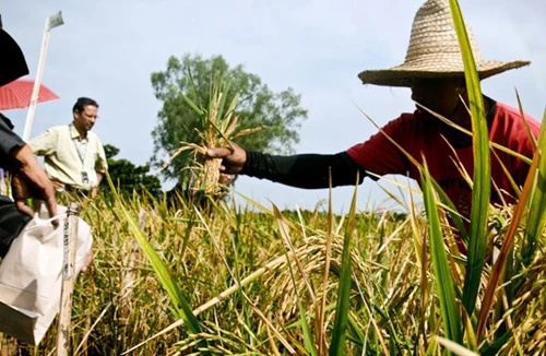 Tranh cãi về “gạo vàng”