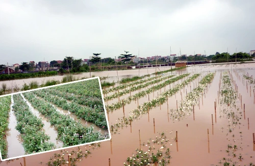 Bão chồng bão, người trồng hoa Tây Tựu long đong