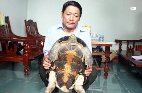 Nghệ An: Rùa nặng 12kg bò vào nhà dân