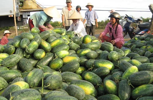 “Vị đắng” của dưa hấu