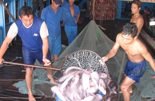 Doanh nghiệp, người nuôi cá “khát” tiền 