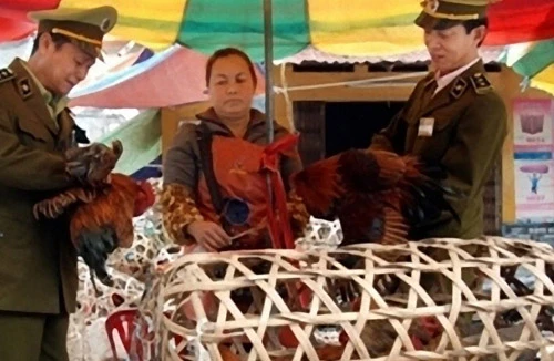 Rình rập dịch cúm chết người từ gia cầm