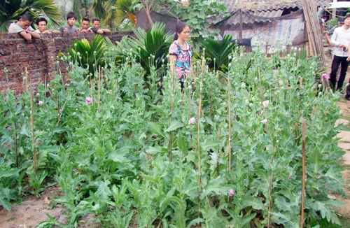 Trồng thuốc phiện vì nghĩ là… thuốc chữa bệnh(?!)