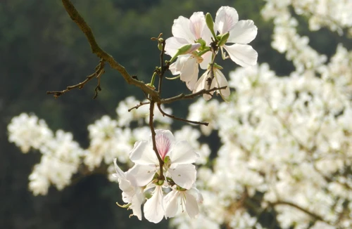 Hẹn nhau về mùa yêu