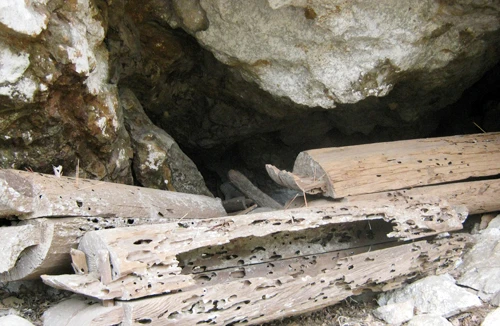 Hang ma treo lưng núi