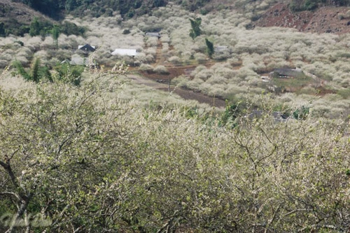 Trắng trời hoa mận đỏ