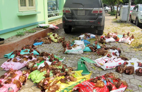 Còn bất đồng ý kiến về cúm gia cầm